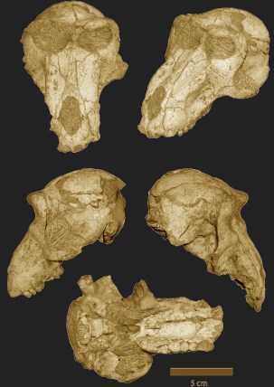 Fossil papio cranium from !Ncumtsa (Koanaka) Hills, western Ngam