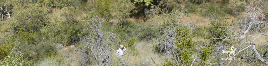 HON avril 2016 brousse 1000 DPI