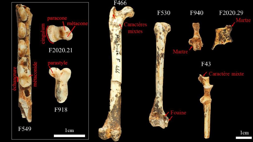  planche anatomique de Martes vetus (forme ancienne de martre) pour illustrer l'étude paléontologique pour Camille Thabard